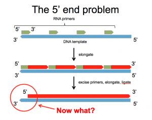 the 5prime end problem