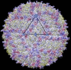 Zika virus cryoEM