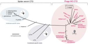 spider toxin gene in WO