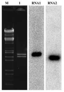 dsRNA gel