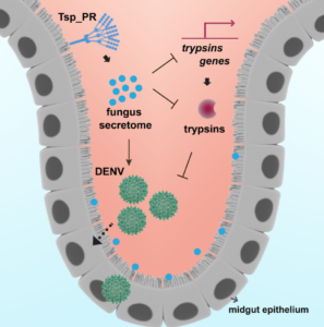 fungus mosquito dengue