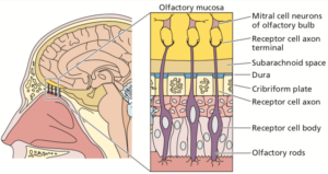 Olfactory virus spread