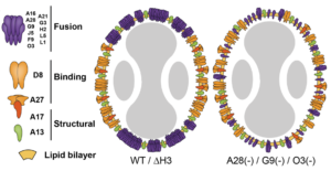 vaccinia virus proteins