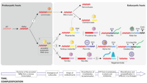 RNA virus evolution