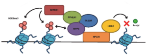 Retroviral silencing