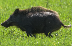 Wild boar