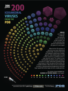 200 icosahedral viruses