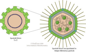 Sputnik virion