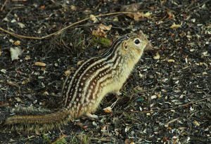 Thirteen-lined ground squirrel