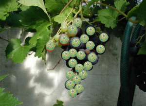 Vitis vinifera