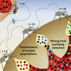 West Nile virus mosquitoes