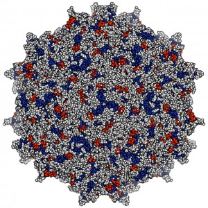 adeno-associated virus