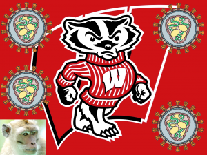 badgers go viral