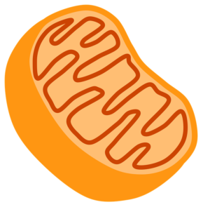 mitochondrion