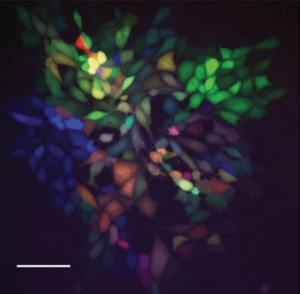 brainbow pseudorabies virus