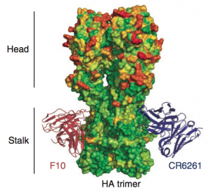 broadly neutralizing HA antibodies