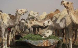 Dromedary camels