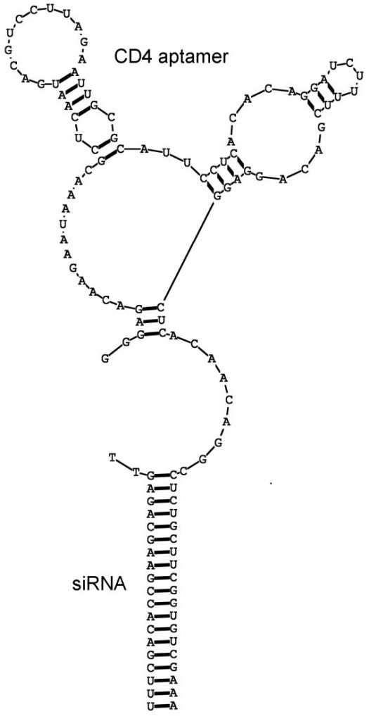 cd4 aptamer