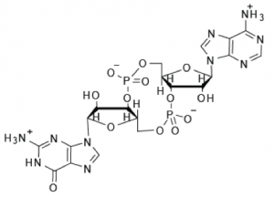 cyclic GAMP