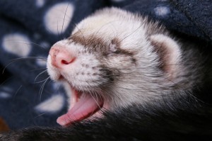 ferret