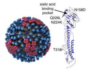 influenza h5 HA