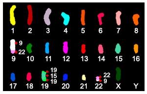 Hap-1 cell karyotype