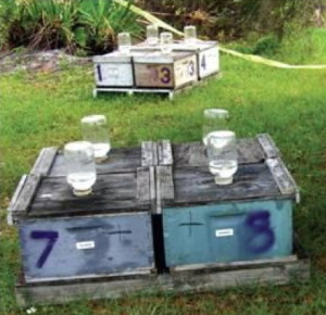 hive and feeding bottles