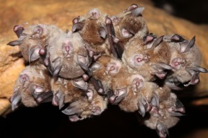 horseshoe bats