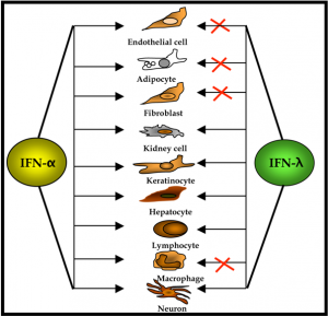 IFN lambda