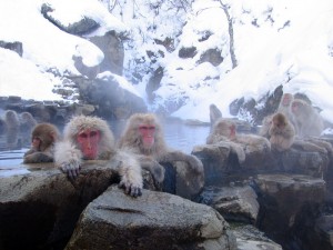 japanese macaques