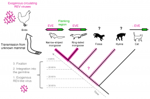 paleovirology