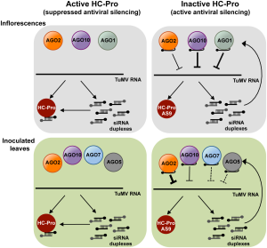 Argonaute roles