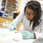 Bee research in the Flenniken lab. MSU photo by Kelly Gorham