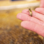 Bee research in the Flenniken lab. MSU photo by Kelly Gorham