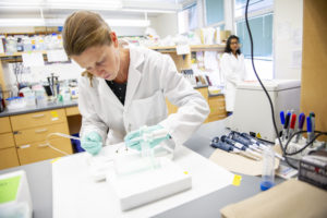 Bee research in the Flenniken lab. MSU photo by Kelly Gorham