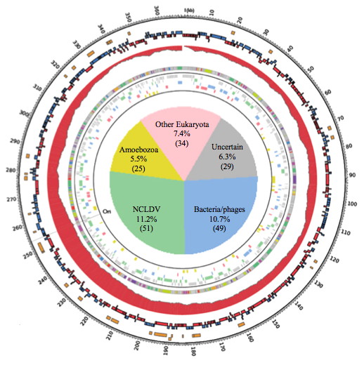 marseillevirus_genome