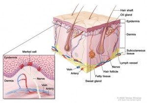 merkel carcinoma