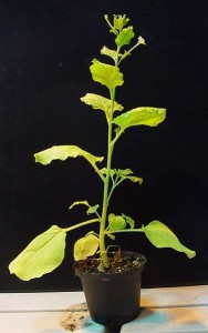 nicotiana_benthamiana_plant