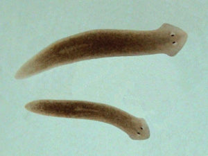 planarian