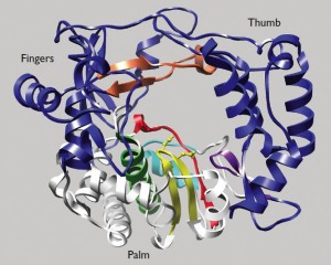 poliovirus_rna_polymerase