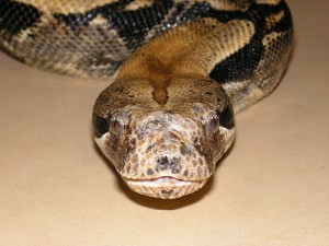 red tailed boa constrictor