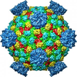 reovirus core