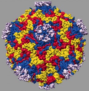 rhinovirus-ldlr