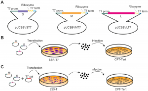 SBV infectious DNA