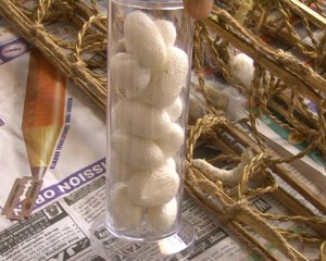 silkworm cocoon