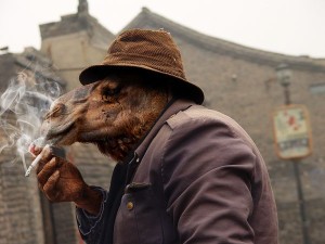 smoking camel