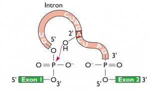 splicing