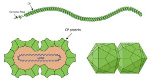 potyvirus and geminivirus