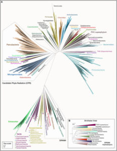 radial tree