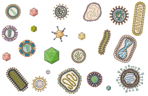 viruses